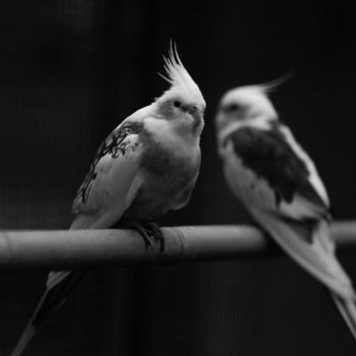 시린과 알코노스트