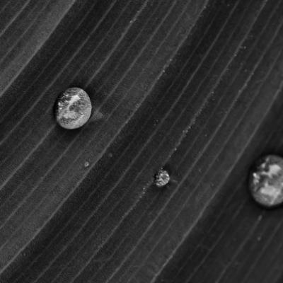 모름의 작은 해마로는 