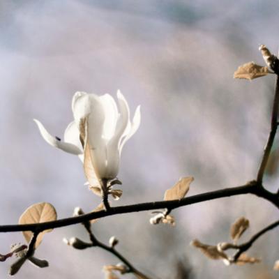 꽃도 없는 목련화