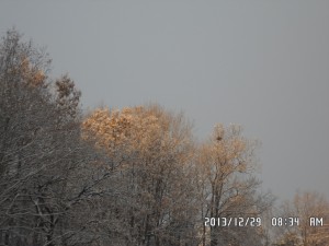 SAM_2187